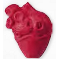 Anatomical Heart Stock Shape Pencil Top Eraser